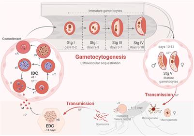 Adapt or Die: Targeting Unique Transmission-Stage Biology for Malaria Elimination